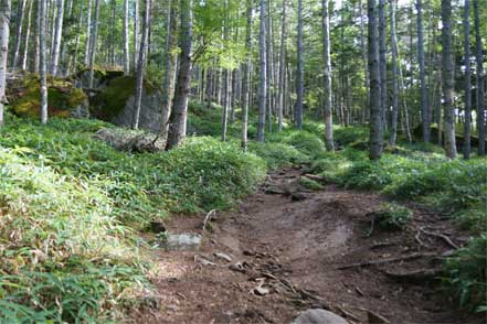 登山道