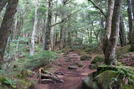 登山道