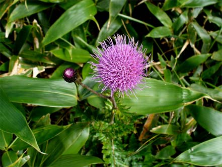 �n�N�T���A�U�~