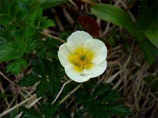 �`���O���}