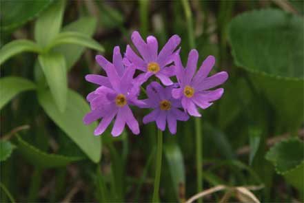 白山小桜