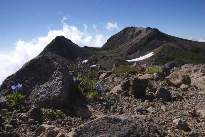 御前峰、イワギキョウ