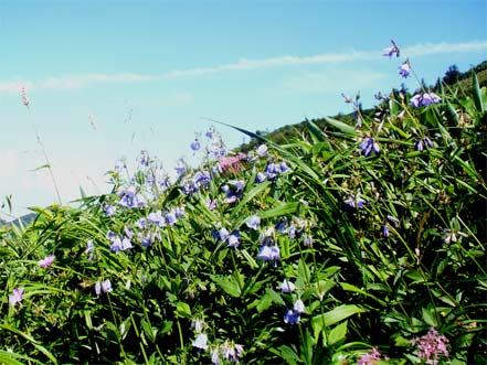 �n�N�T���V���W��