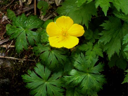 �V�i�m�L���o�C