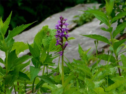 ハクサンチドリ