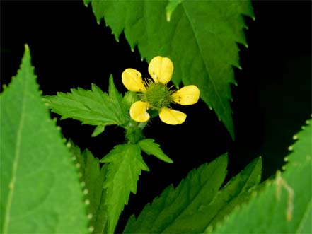 カラフトダイコンソウ