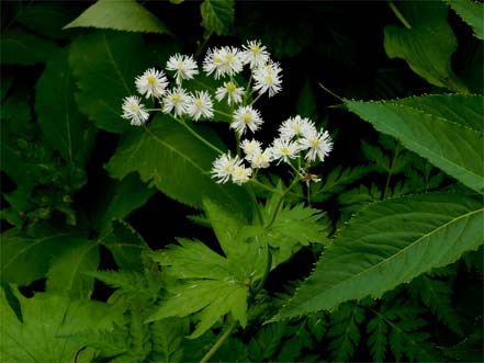 モミジカラマツ