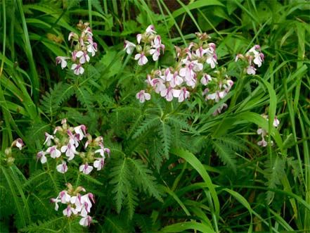 ヨツバシオガマ