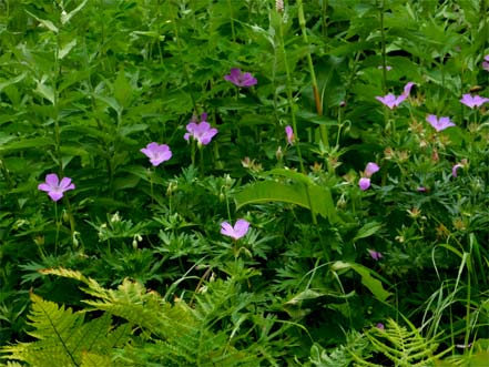 ハクサンフウロ