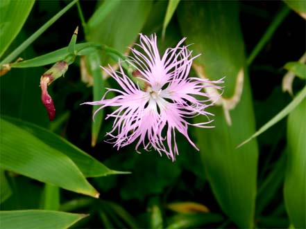 タカネナデシコ