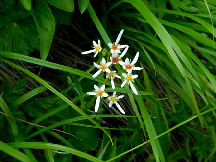 ミヤマダイモンジソウ