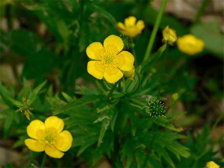 ミヤマキンポウゲ