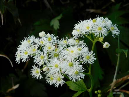 モミジカラマツ