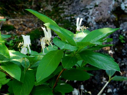 オオヒョウタンボク