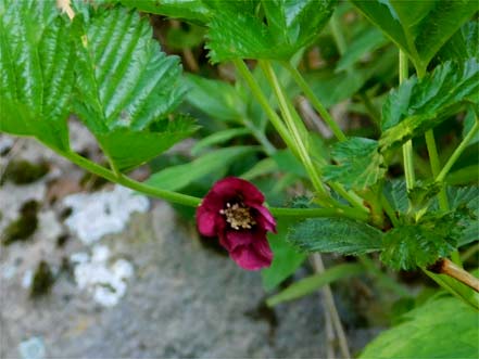 ベニバナイチゴ