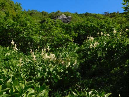 コバイケイソウ