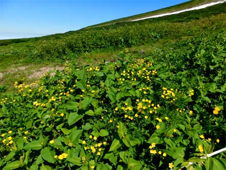 ミヤマキンポウゲ