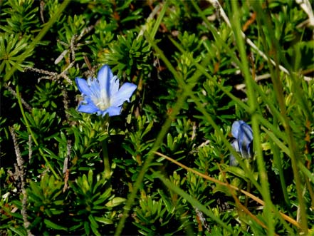 ミヤマリンドウ