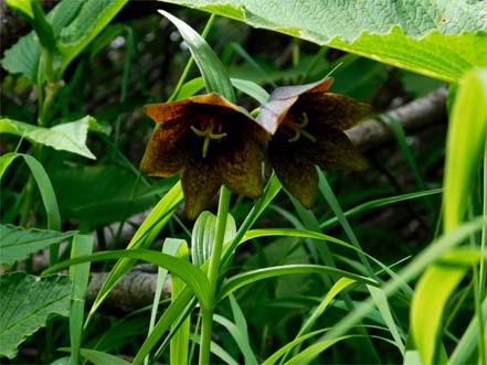 クロユリ（黒百合）