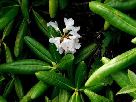 ハクサンシャクナゲ