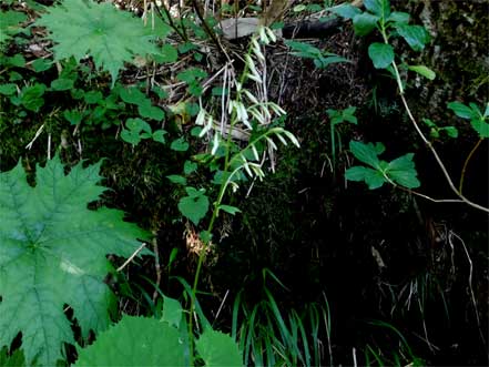 オオレイジンソウ