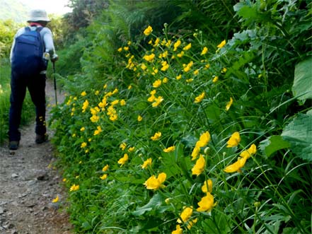 ミヤマキンポウゲ