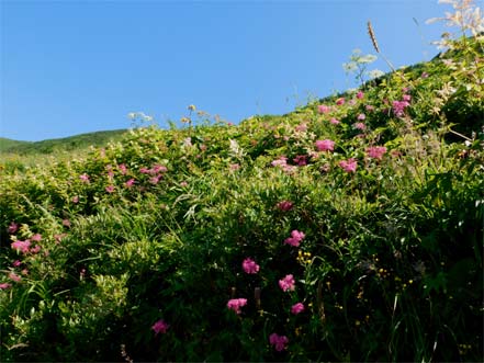 シモツケソウ（下野草）