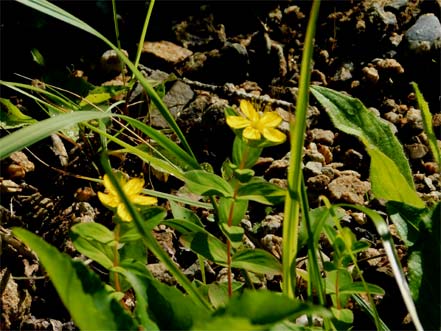 シナノオトギリ