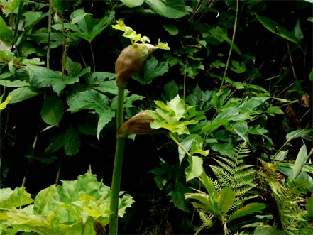 マムシグサ（蝮草）？