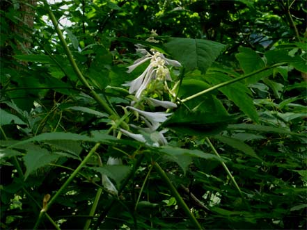 オオバギボウシ