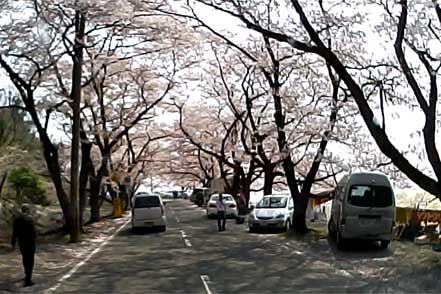 海津大崎の桜