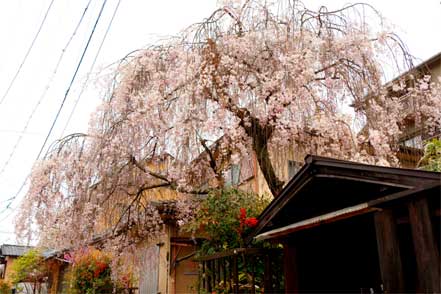 しだれ桜