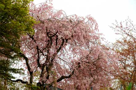 しだれ桜