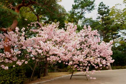 京都御所の桜