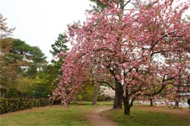 京都御所の桜