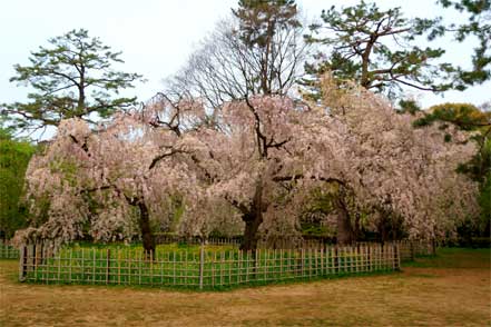 京都御所の桜