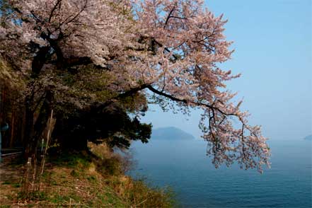 海津大崎の桜