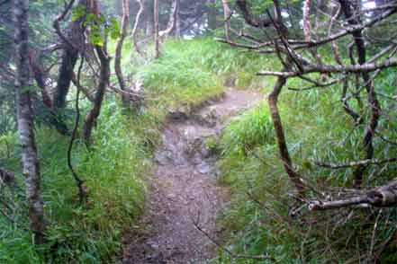 登山道