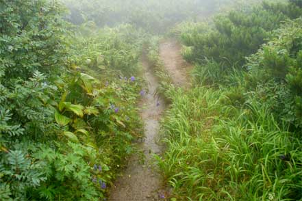 登山道