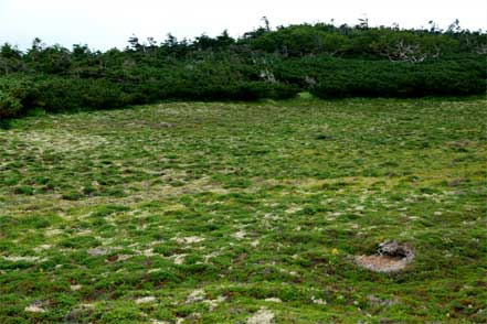 亀甲状土