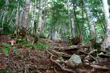 登山道