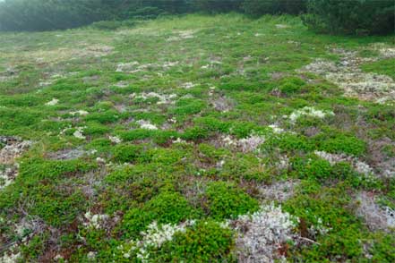 亀甲状土