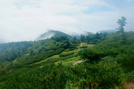 登山道