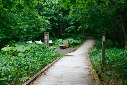 湿原展望遊歩道