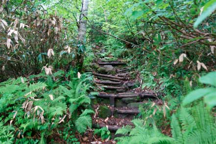 登山道