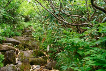 登山道