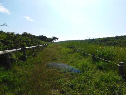 以久科原生花園