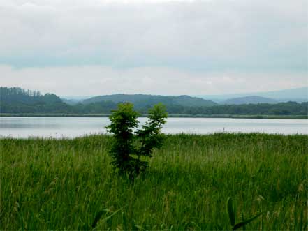 濤沸湖