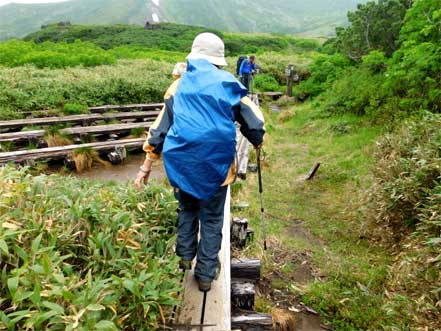 裾合平分岐