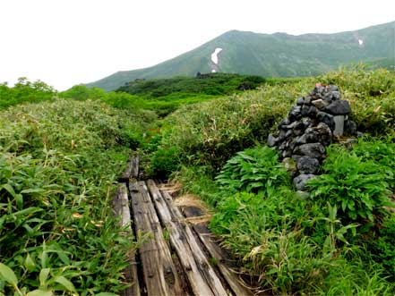 裾合平分岐